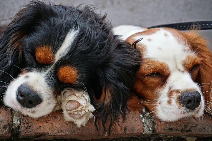 犬の多頭飼いで喧嘩がひどい 死亡するケースも 対策は簡単 犬の幸せ Com